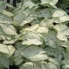 Caladium dwarf 'Florida Moonlight'