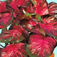 Caladium strap leaf 'Pink Gem'