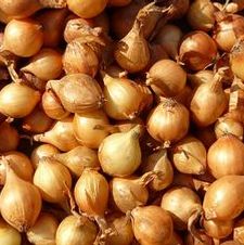 Onion shallots 'Multiplier Onion'