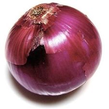 Onion golden globe 'Spanish Onion'