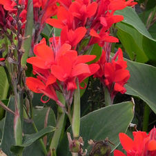 Canna dwarf 'Firebird'