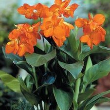 Canna dwarf 'Orange Futurity'