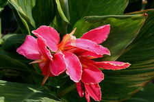 Canna dwarf 'Pink Futurity'