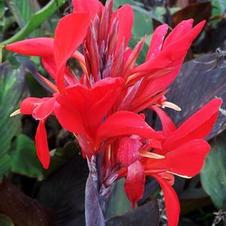 Canna dwarf 'Red Futurity'