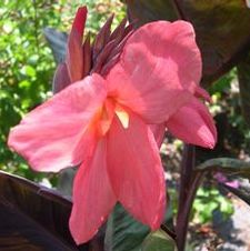 Canna dwarf 'Rose Futurity'