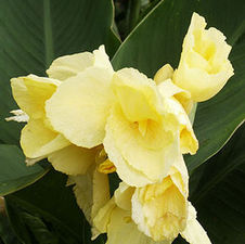 Canna dwarf 'Yellow Futurity'