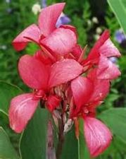 Canna dwarf 'Salmon Pink'