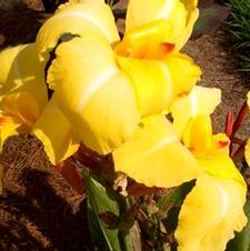 Canna dwarf 'Striped Beauty'