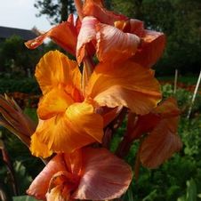 Canna tall 'Orange Beauty'