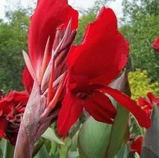 Canna tall 'Red Dazzler'