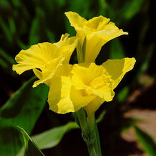 Canna tall 'Richard Wallace'