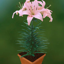 Lily Tiny Asiatic 'Athlete'