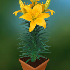 Lily Tiny Asiatic 'Bee'