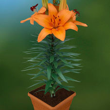 Lily Tiny Asiatic 'Dino'