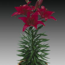 Lily Tiny Asiatic 'Ghost'