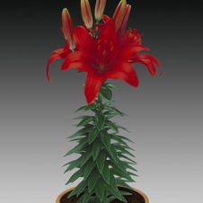 Lily Tiny Asiatic 'Hope'