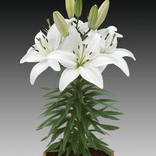 Lily Tiny Asiatic 'Nanny'