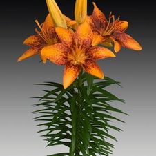 Lily Tiny Asiatic 'Orange Sensation'