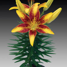 Lily Tiny Asiatic 'Sensation'