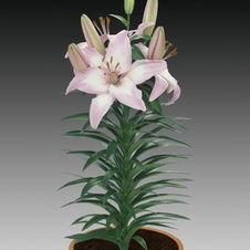 Lily Tiny Asiatic 'Todd'