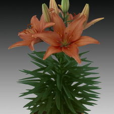 Lily Tiny Asiatic 'Toes'