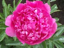 Paeonia Alexander Fleming