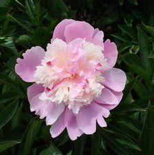 Paeonia Emile Debatne