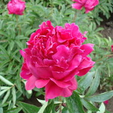 Paeonia Koppius