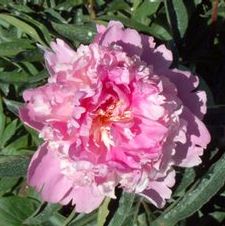 Paeonia Mons. Jules Eli
