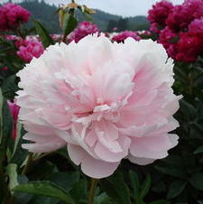 Paeonia Myrtle Gentry