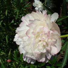 Paeonia dwarf 'officialis Alba Plena'