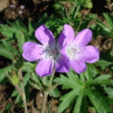Geranium Amy Doncaster
