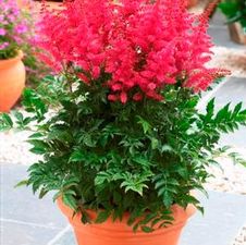 Astilbe younique 'Carmine'