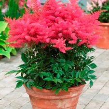 Astilbe younique 'Cerise'