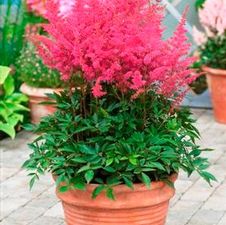 Astilbe younique 'Lilac'