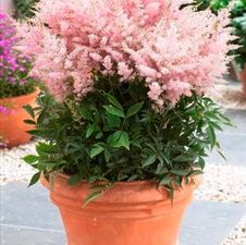 Astilbe younique 'Silvery Pink'