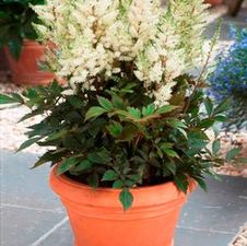 Astilbe younique 'White'