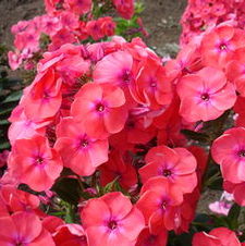 Phlox flame 'Coral Flame'