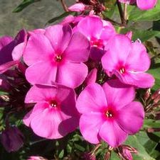 Phlox flame 'Pink Flame'