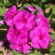 Phlox flame 'Purple Flame'