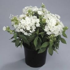 Phlox flame 'White Flame'