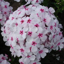 Phlox flame 'White w/ Red Eye Flame'