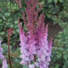 Astilbe Purple Lance