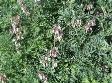 Dicentra Stuart Bootman