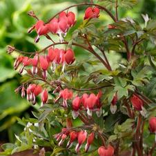 Dicentra Spectabilis Valentine
