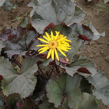 Ligularia Britt Marie Crawford