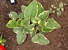 Brunnera Hadspen Cream