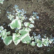 Brunnera Macrophylla Variegata