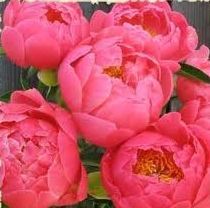 Paeonia Coral Charm