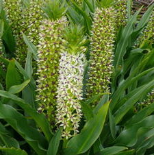 Eucomis Megaru